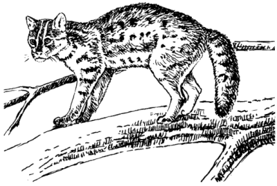 Амурский, лесной кот