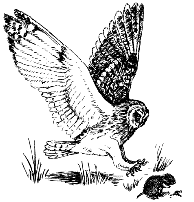 Болотная сова