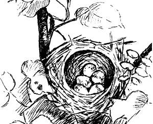 Гнездо садовой славки