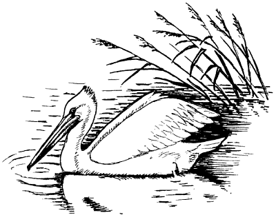 Кудрявый пеликан