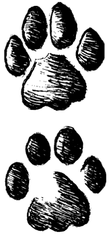Отпечатки пары лап степного кота