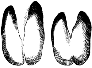 Отпечатки ног безоарового козла