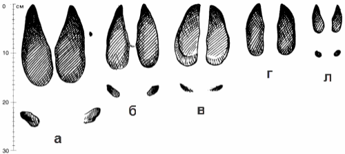 Отпечатки передних ног лосей
