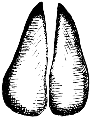 Отпечаток ноги сайгака