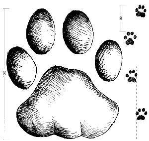 Отпечаток передней лапы леопарда