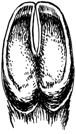 Передняя нога зубра