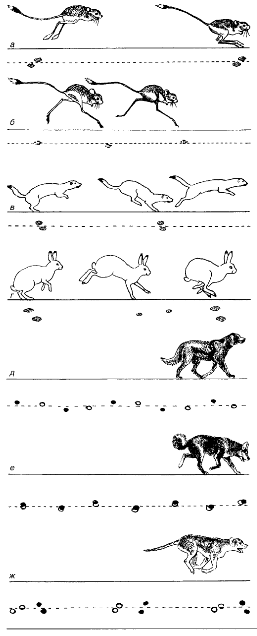 Побежки различных млекопитающих