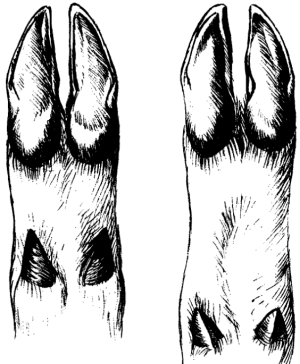 Подошвы ног сибирской косули