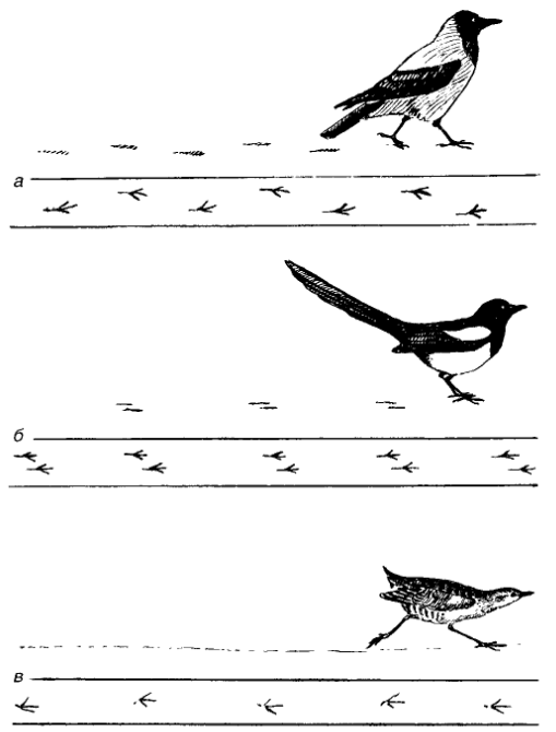 Способы передвижения птиц по земле
